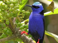 A10A5565Red-legged_Honeycreeper