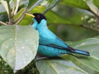 A10A5568Green_Honeycreeper