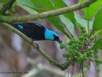 A10A5570Scarlet-thighed_Dacnis
