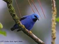 A10A5578Shining_Honeycreeper