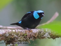 A10A5592Scarlet-thighed_Dacnis