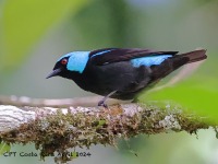 A10A5599Scarlet-thighed_Dacnis