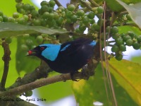 A10A5609Scarlet-thighed_Dacnis