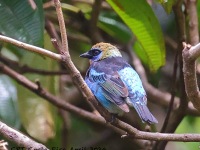 A10A5616Golden-hooded_Tanager