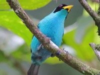 A10A5618Green_Honeycreeper