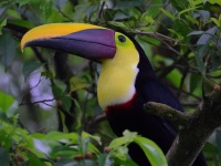 A10A5627Yellow-throated_Toucan