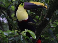 A10A5629Yellow-throated_Toucan