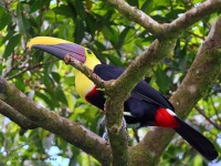 A10A5633Yellow-throated_Toucan