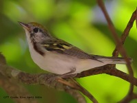 A10A5642Chestnut-sided_Warbler