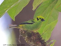 A10A5712Emerald_Tanager