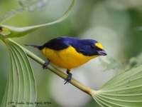 A10A5715Yellow-throated_Euphonia