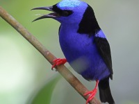 A10A5725Red-legged_Honeycreeper