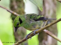 A10A5754Emerald_Tanager