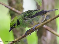 A10A5763Emerald_Tanager