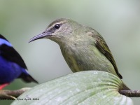 A10A5779Green_Honeycreeper