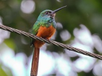 A10A5899Rufous-tailed_Jacamar