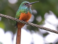 A10A5901Rufous-tailed_Jacamar