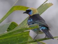 A10A5913Golden-hooded_Tanager