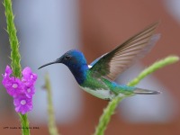 A10A5943White-necked_Jacobin