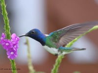 A10A5944White-necked_Jacobin