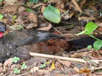 A10A5954Crested_Guan