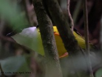 A10A5962White-collared_Manakin