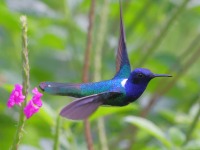 A10A5985White-necked_Jacobin