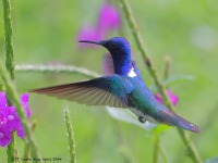 A10A5996White-necked_Jacobin