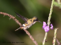 A10A6005Black-crested_Coquette