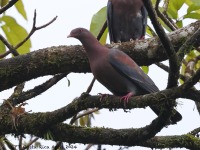 A10A6014Red-billed_Pigeon