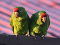 A10A6141Crimson-fronted_Parakeets