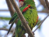A10A6150Crimson-fronted_Parakeet