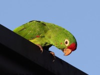 A10A6166Crimson-fronted_Parakeet