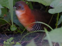 A10A6301White-throated_Crake