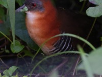 A10A6302White-throated_Crake