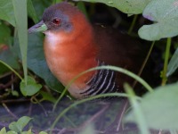 A10A6303White-throated_Crake