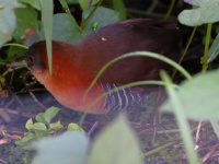 A10A6308White-throated_Crake