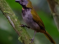 A10A6330Buff-throated_Saltator