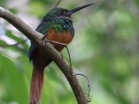 A10A6335Female_Rufous-tailed_Jacamar