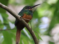 A10A6343Female_Rufous-tailed_Jacamar