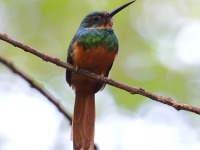 A10A6370Female_Rufous-tailed_Jacamar