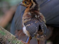 A10A6399Crested_Guan_Chick