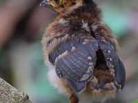 A10A6406Crested_Guan_Chick