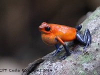 A10A6421Strawberry-poison-dart-frog