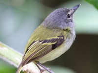 A10A6423Slate-headed-Tody-flycatcher