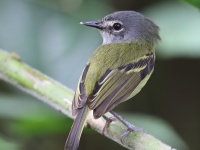 A10A6428Slate-headed-Tody-flycatcher