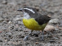 A10A6439Bananaquit