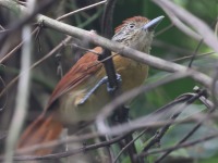 A10A6459Female_Barred_Antshrike