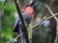 A10A6495Broad-billed_Motmot