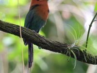 A10A6531Broad-billed_Motmot